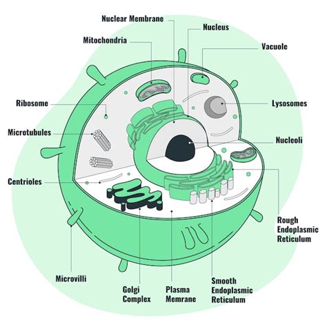 vector human cell concept illustration