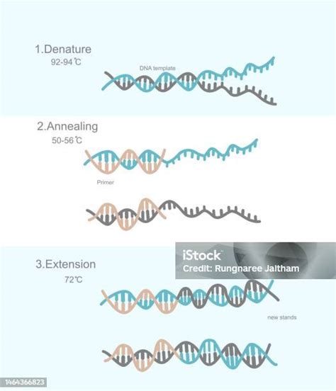 The Three Steps Of Polymerase Chain Reaction Technique Denaturation Annealing And Extension For