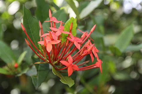 Rubiaceae Caracter Sticas H Bitat Especies Representativas