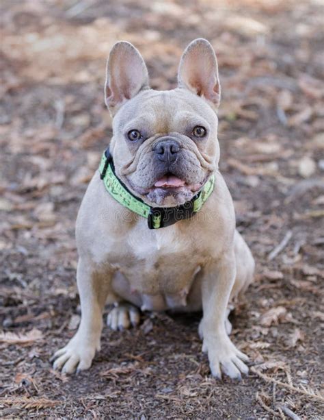 1 Year Old Dark And Light Tan Merle French Bulldog Female Puppy Sitting