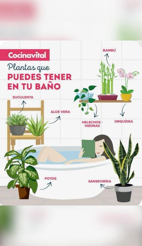 Top 10 Plantas Para Decorar Ideas And Inspiration