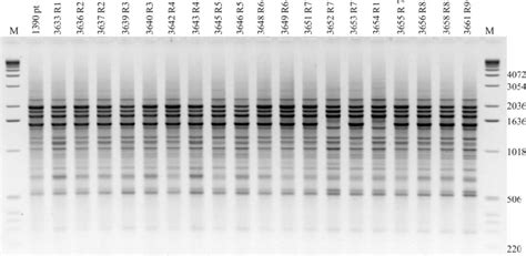 Agarose Gel Electrophoresis Of Box Pcr Fingerprinting Patterns From