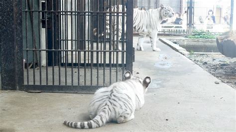 宇都宮動物園 ホワイトタイガーの赤ちゃん 202167 Whitetiger Youtube