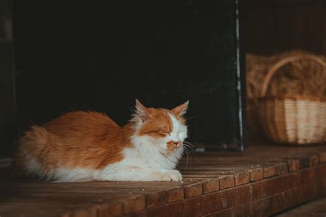 Sleeping Fluffy Cat · Free Stock Photo