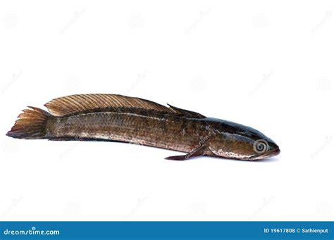 Channa striata fish stock photo. Image of channidae, dinner - 19617808