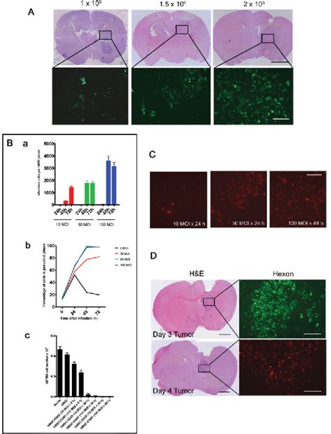 Figure 1 From Human Bone Marrow Derived Mesenchymal Stem Cells For