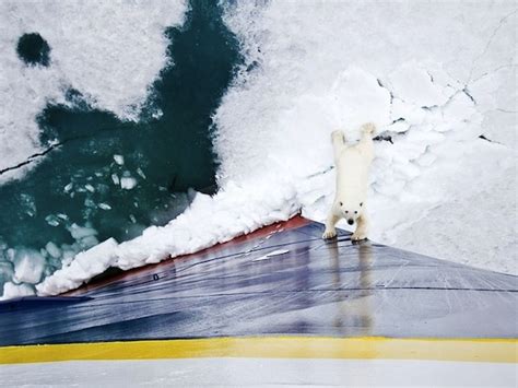 The Most Heartbreaking Polar Bear Picture Ever Grist