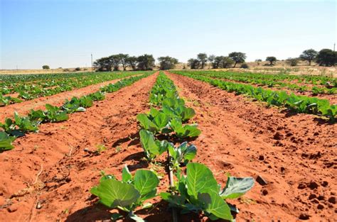 Growing Namibia