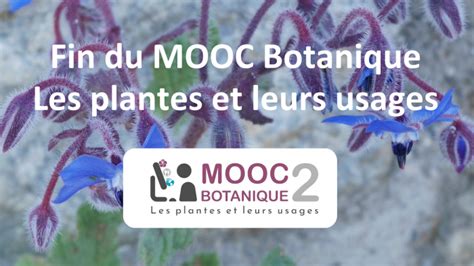 Des Cadeaux Pour La Fin Du Mooc Botanique Les Plantes Et Leurs Usages