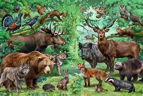 Animales Aves Taiga Flora Fauna Bosques Coníferas Dibujo Realista