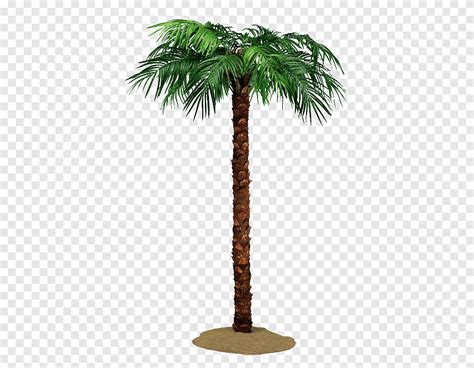 ตนปาลมมะพราวเอเชย Arecaceae ตนมะพราวตนมะพราว ปาลม arecales