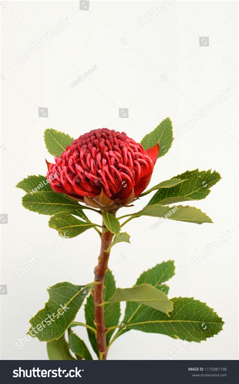 Australian Native Red Waratah Flower Leaves Stock Photo Edit Now