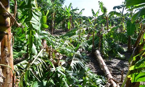 Ventarrón afectó casas y plantaciones