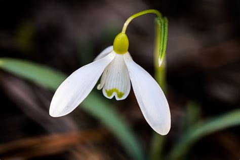 Snowdrop Flower White - Free photo on Pixabay - Pixabay