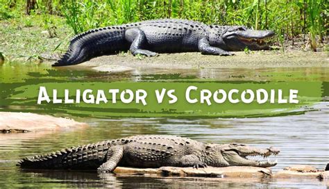 Alligator vs. Crocodile: How to Spot the Differences? | PetMojo