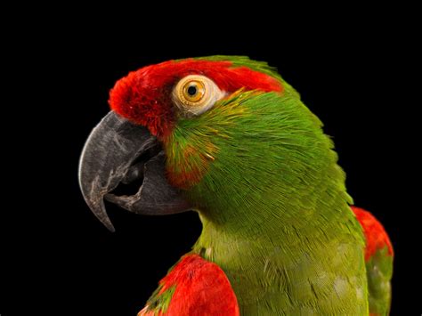 Endangered Thick Billed Parrot Rhynchopsitta Pachyrhyncha Joel Sartore