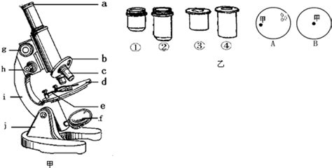 如图甲为显微镜结构图 请根据图回答下列问题 1 填出下列序号所示的名称a目镜 f反光镜 c物镜 g粗准焦螺旋 2 当视野中已经看到物像