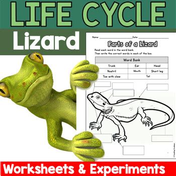 Life Cycle of a Lizards & Reptiles (Unit for Grades 1-5) by Teaching ...