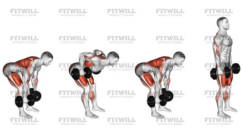 dumbbell deadlift bent  row exercise guide techniques benefits
