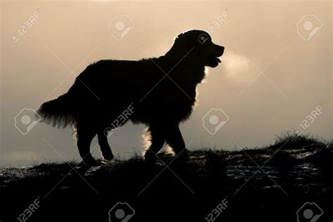 Golden Retriever Silhouette Golden Retriever Silhouette Golden