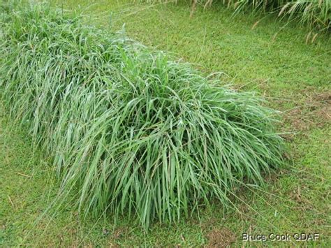 Digitaria eriantha - Tropical Forages