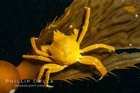 Northern Kelp Crab On Kelp Blade Pugettia Producta Photo San Nicholas