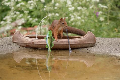 Squirrel Fishing In Miniature Canoe Photograph By Geert Weggen Fine