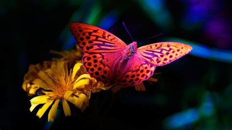 10 Perfect flower wallpaper hd for desktop full screen You Can Get It ...