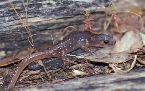 Arboreal Salamander Facts and Pictures