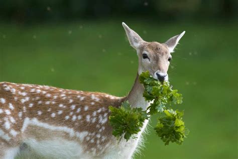 What Do Whitetail Deer Eat