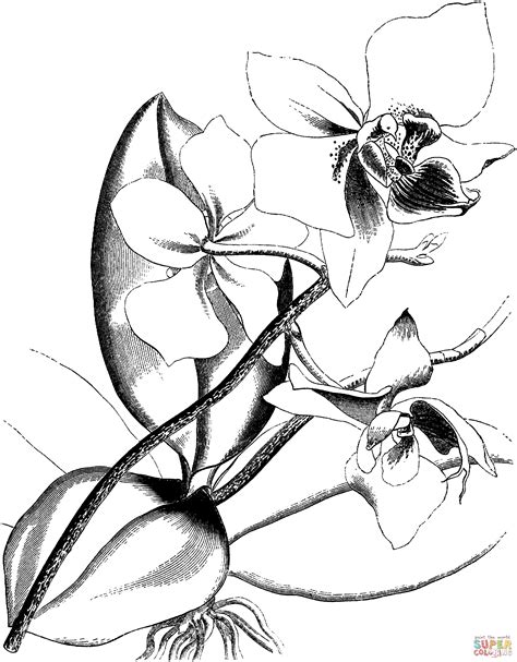 Pagina Da Colorare Di Orchidee Vittoriane Disegni Da Colorare