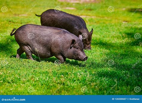 Vietnamese Pot Bellied Pig On The Farm Stock Image Image Of Rural