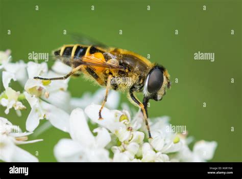 Insect Dronefly Hi Res Stock Photography And Images Alamy