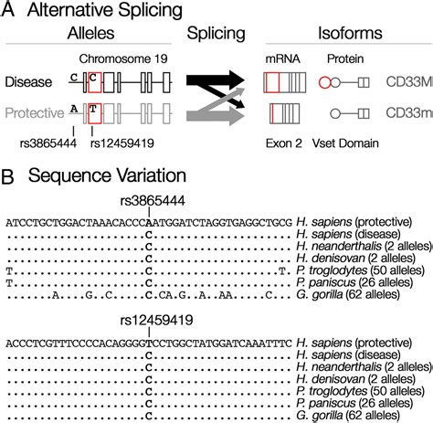 Human Specific Derived Alleles Of Cd33 And Other Genes Protect Against Postreproductive