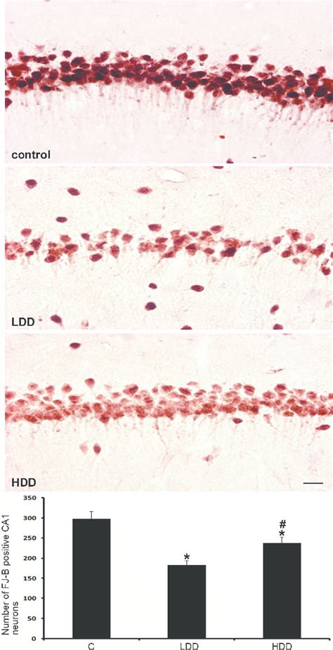 Representative microphotographs of NeuN immunohistochemistry of the CA1 ... 