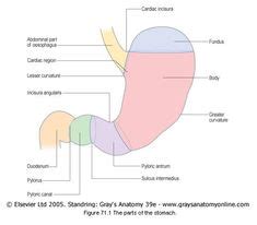 STOMACH ANATOMY I Gray's Anatomy 39th The stomach is the widest part of the alimentary tract and ...