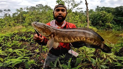 MANCING IKAN GABUS DI SPOT PEDALAMAN HUTAN BELITUNG YouTube