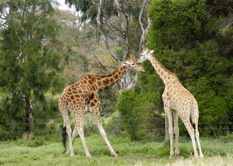 werribee-zoo-4 – Waverley Camera Club
