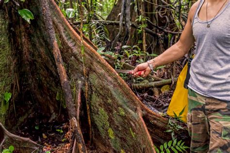 Problema Ambiental De La Tala De Rboles Selva Tropical Destruida Para