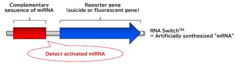 Acerna Technologies Rna Switch Life Science Cell Culture