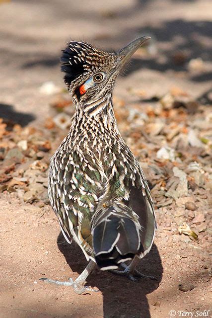 Greater Roadrunner - Species Information and Photos