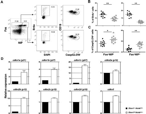 Combined defects in cell proliferation and survival and aberrant ... 