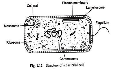 Bacteria Drawing at PaintingValley.com | Explore collection of Bacteria ...