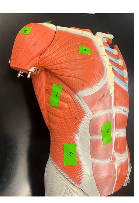 anterior view   human body diagram quizlet