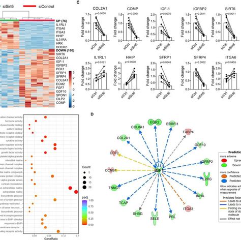 Rna Sequencing Analysis Of Sirt Depleted Human Chondrocytes To Assess