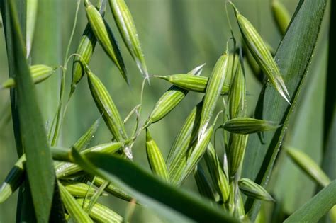 Premium Photo Oat Plant During Cultivation In The Field In Summer