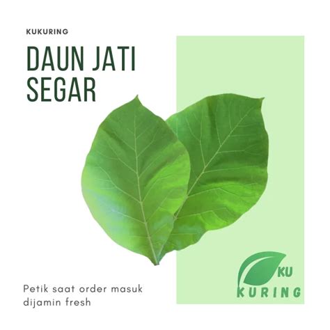 Daun Jati Segar Kg Daun Jati Asli Pilihan Untuk Herbal Dan Media