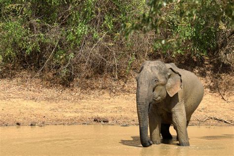 Wild Elephants in the Yala National Park of Sri Lanka Stock Photo ...