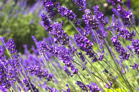 10 Drought-Tolerant Plants That Will Actually Thrive In Your Sandy