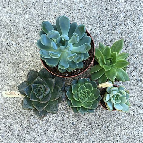 How To Plant Succulents In Pretty Tea Cups